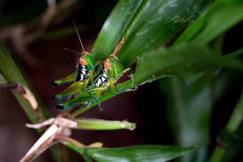 녹색 잎 식물에 두 개의 녹색 메뚜기