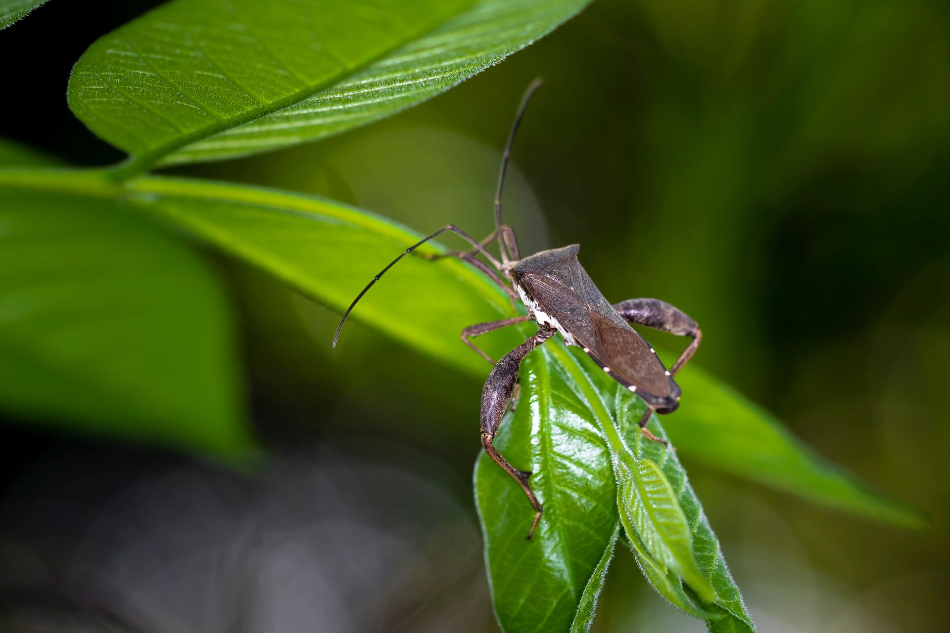 Close-up macro image of a brown leaf-footed bug (Mozena lunata) perched on a green leaf in a garden setting.