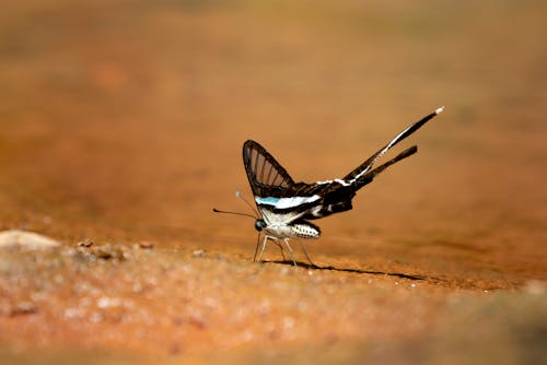 Foto De Primer Plano De Enfoque Selectivo De Mariposa Sobre Superficie Marrón