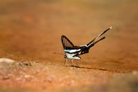 一只美丽的蝴蝶在水边悄然停驻，展示着它那令人惊叹的翅膀图案