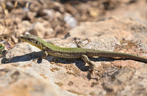 녹색 도마뱀, 동물, 자연의 무료 스톡 사진
