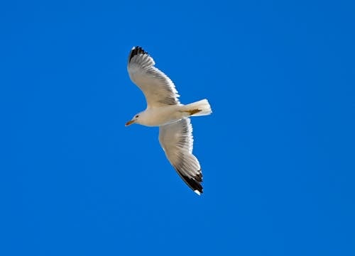 カモメ, 海, 自然の無料の写真素材