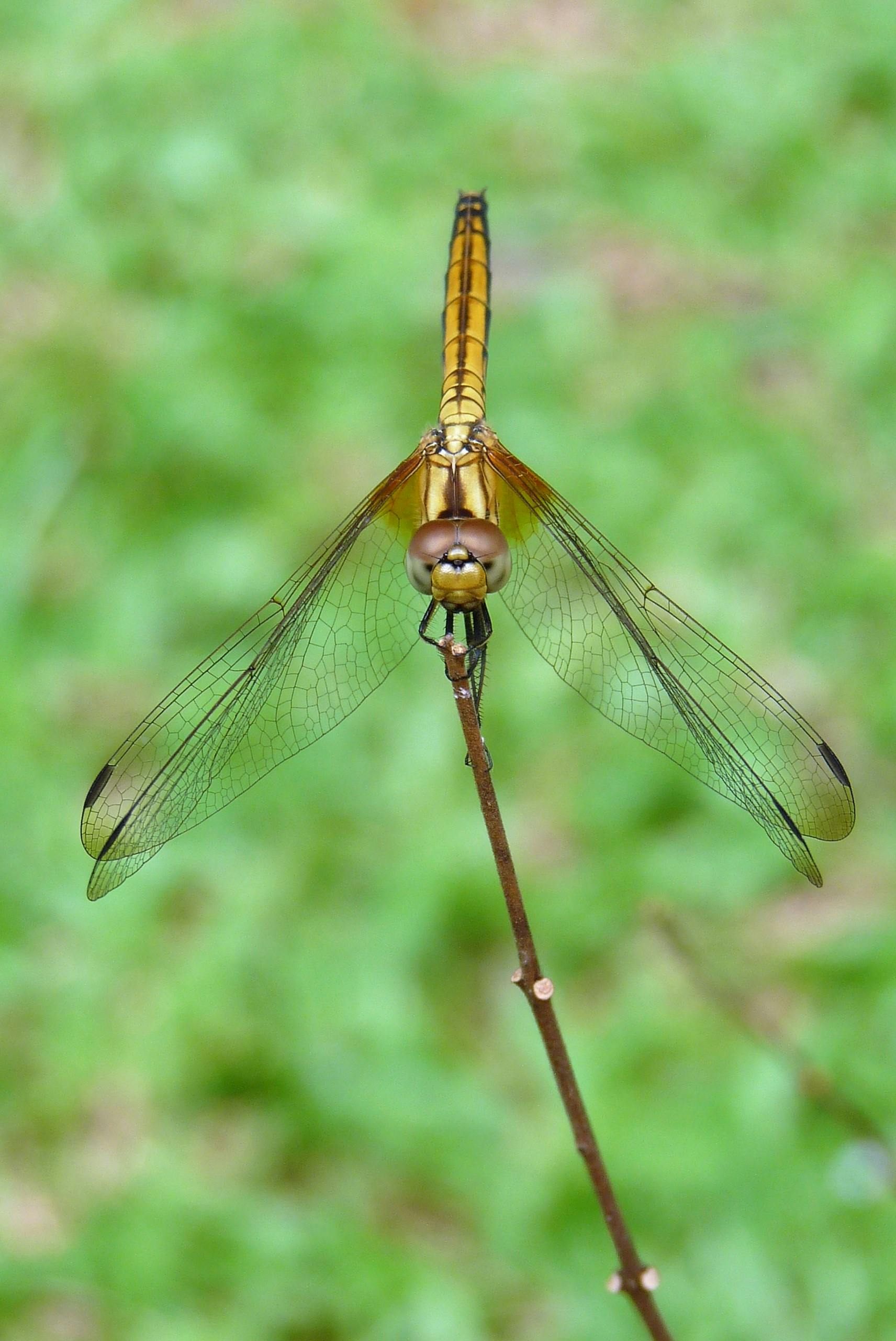 Free Stock Photo Of Dragonfly