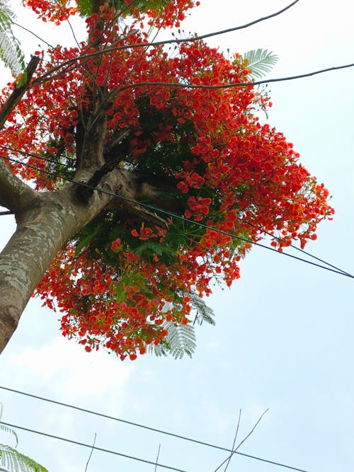 美丽的花 的 免费素材图片