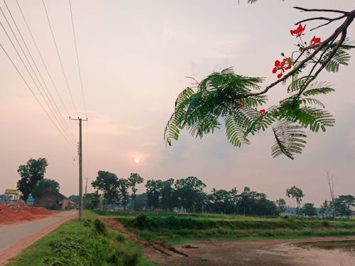 Gratis lagerfoto af smuk blomst