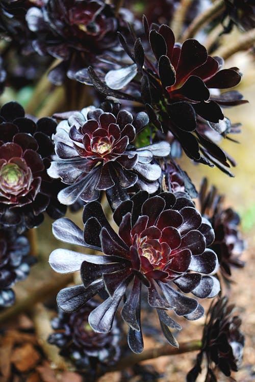Close-Up Photo of Black-Petaled Flowers
