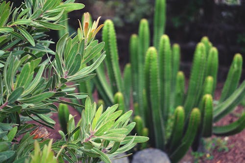 Free stock photo of cactus, green, green plants Stock Photo