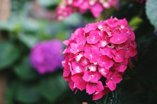 Foto profissional grátis de flor, flor cor-de-rosa, natureza