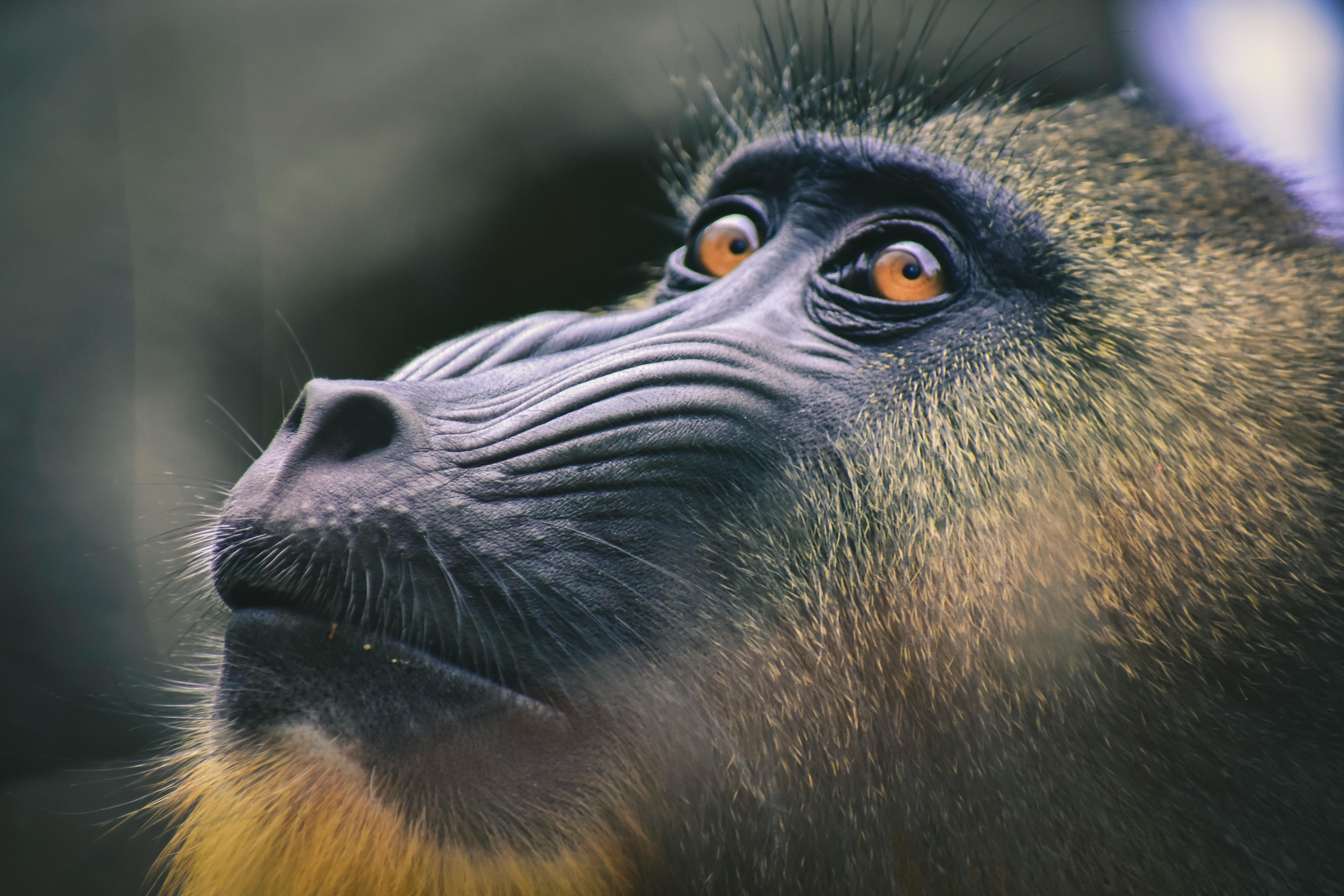 macaco chimpanzé macaco em preto e branco 20421033 Foto de stock no Vecteezy