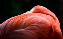 在黑暗背景下，一只静止的火烈鸟特写镜头，展示了其充满活力的橙色羽毛