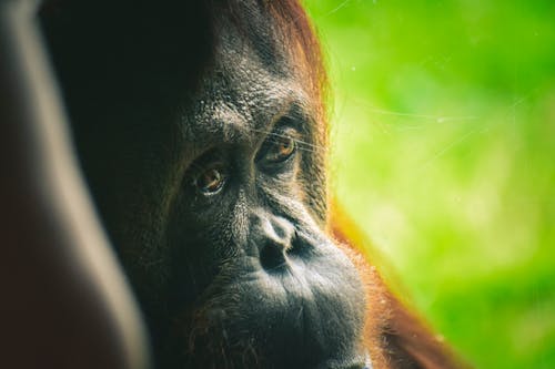 grátis Orangotango Em Fotografia De Close Up Foto profissional