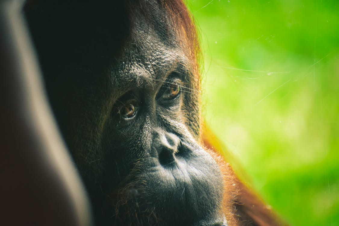 Orang Utang In Der Nahaufnahmefotografie