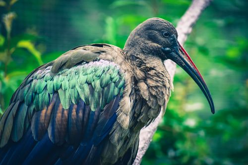 Free Detailed close-up of a bird with colorful plumage and distinctive beak in a natural setting. Stock Photo