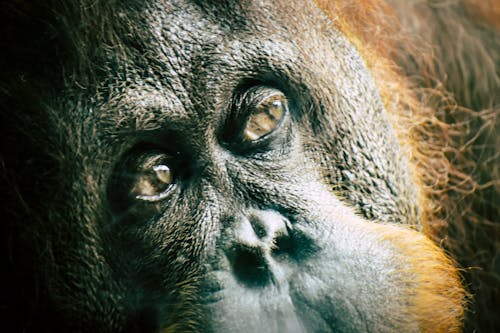Orangutan'ın Yakın çekim Fotoğrafı