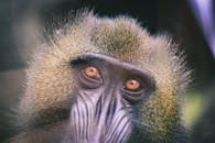 在自然光下，狒狒脸部的特写详细展示了其富有表现力的眼睛和独特的毛皮纹理