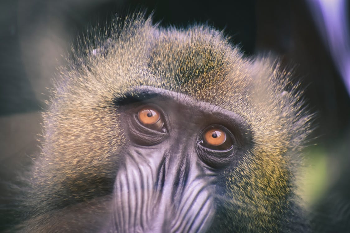 Free Primate's Head Stock Photo