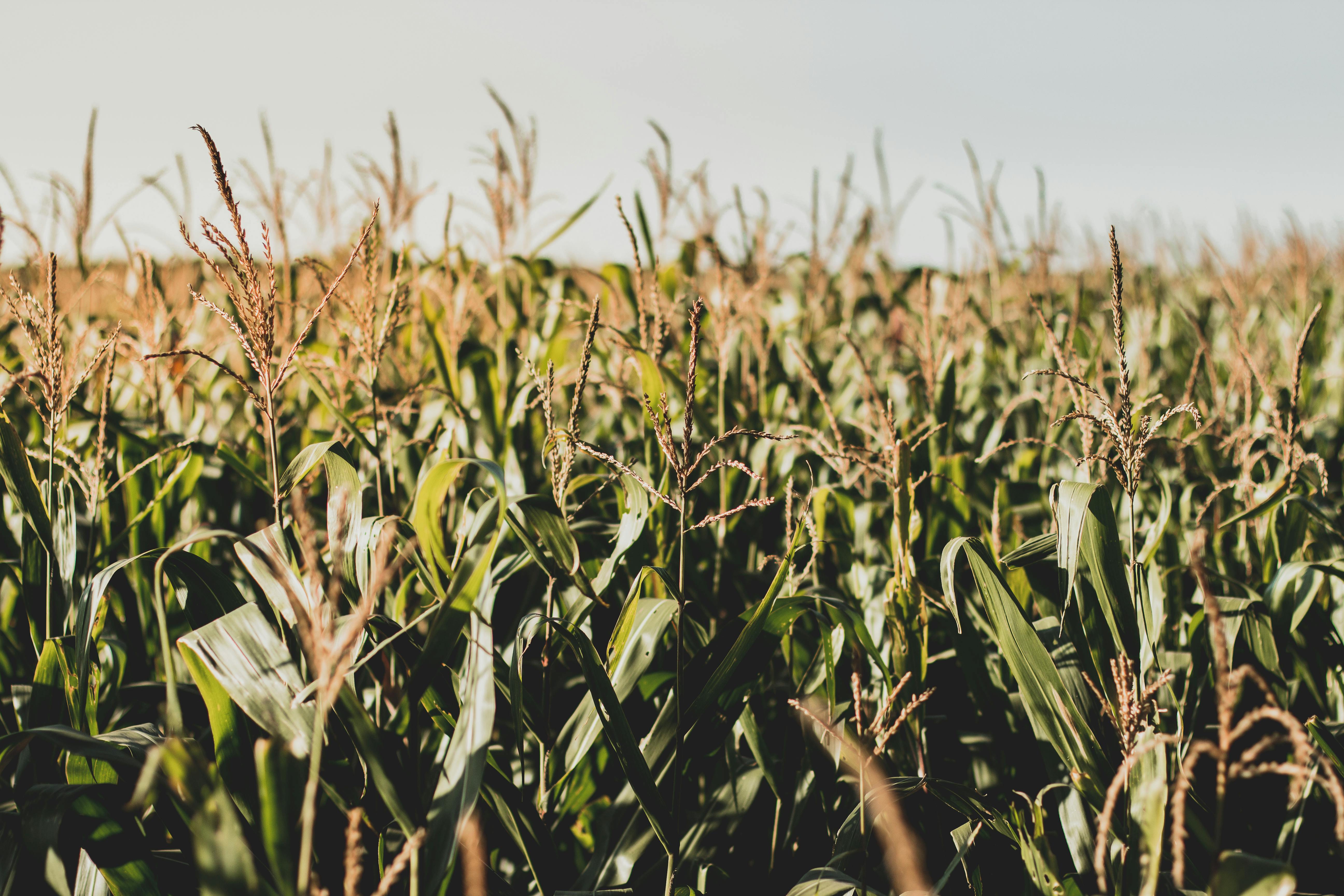 Photo of Corn Field · Free Stock Photo