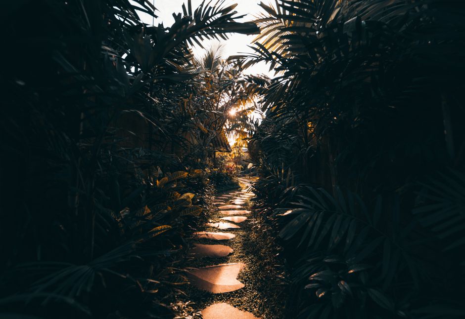 Serene tropical path in Bali with lush plants and sunlight filtering through leaves.