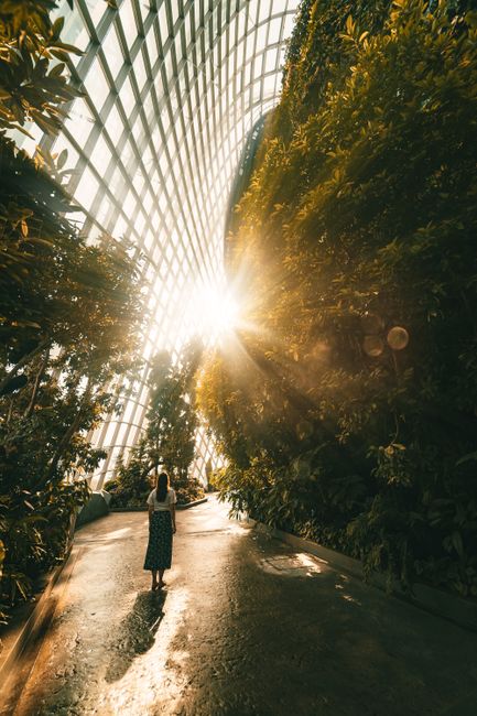 Explore the lush greenery and sunlight in Singapore's beautiful botanical garden.