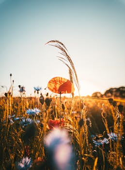 荷兰一片宁静的罂粟和野花丛中，正值黄金时间