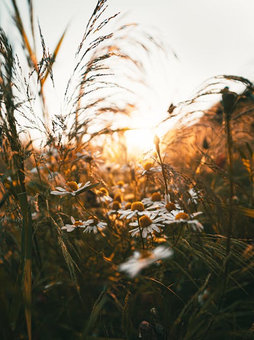 Fotobanka s bezplatnými fotkami na tému biele sedmokrásky, flóra, hĺbka ostrosti