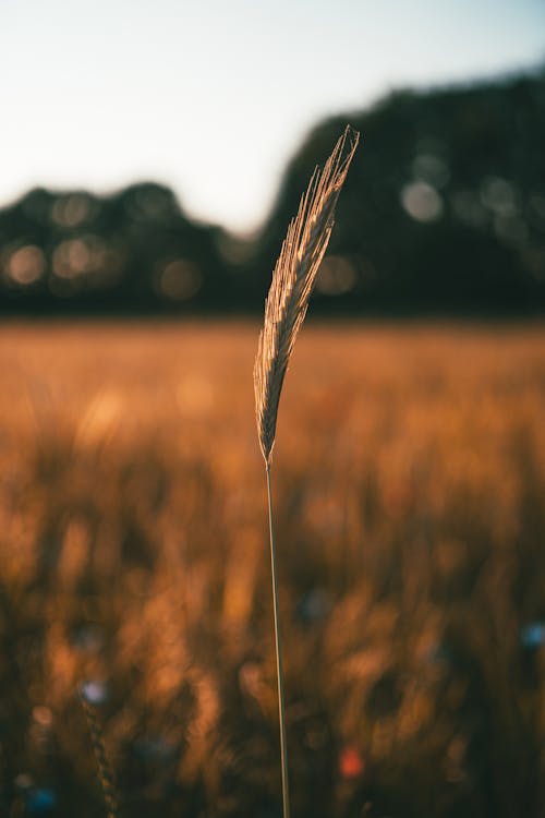 Brown Grass Field