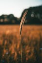 日落时分，田野里黑麦植物的特写，凸显了自然之美
