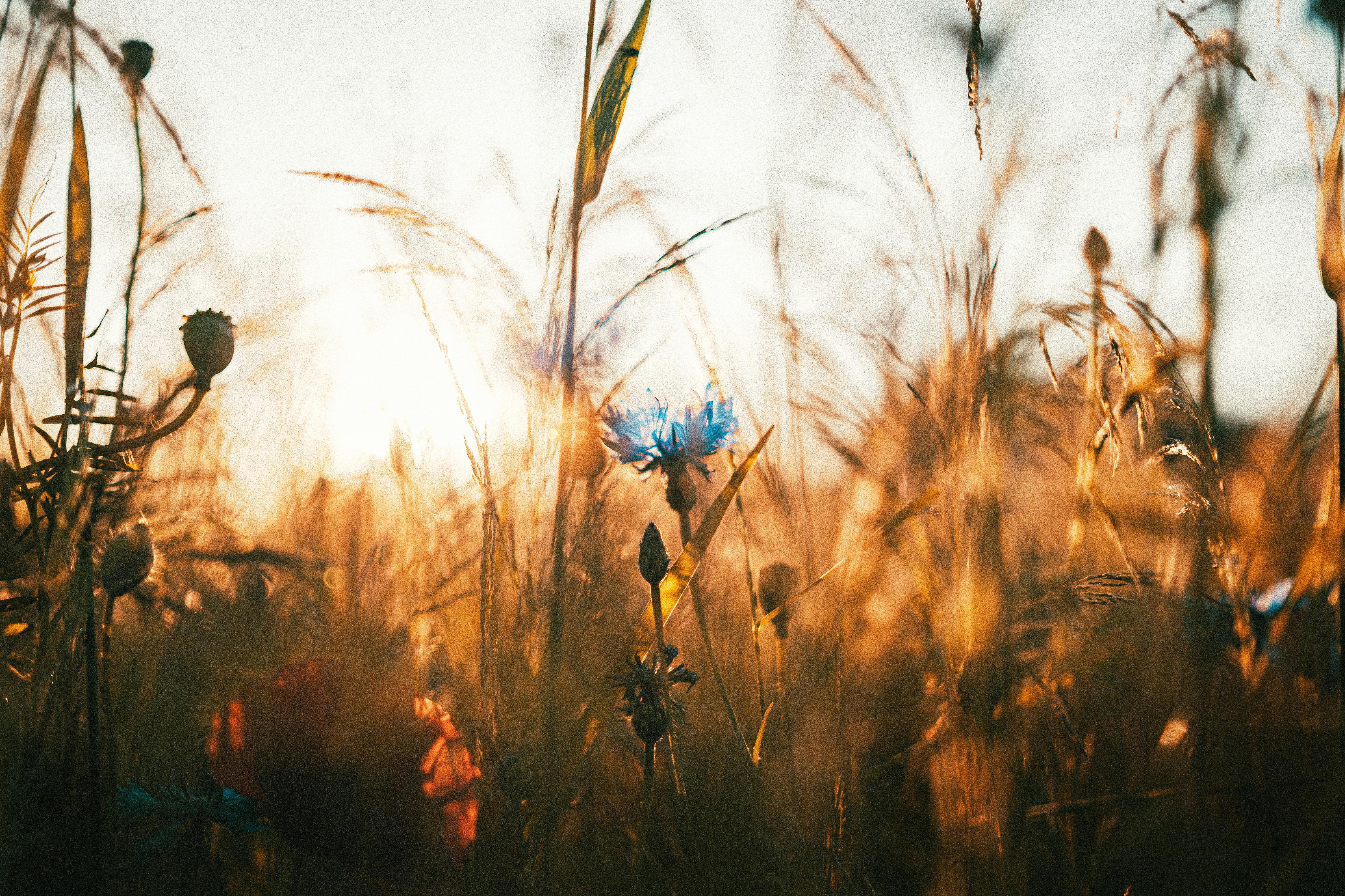在温暖的金色阳光下，一朵野花在小麦丛中被捕捉到