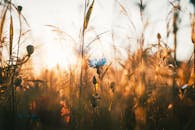 在温暖的金色阳光下，一朵野花在小麦丛中被捕捉到