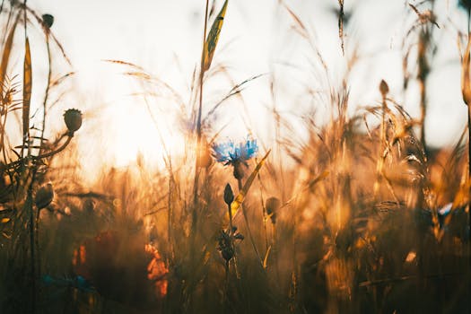 A stunning capture of a wildflower among wheat under warm golden sunlight.