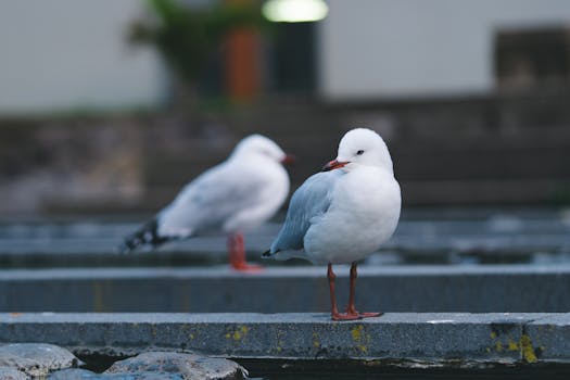 Close-up of seagulls resting on concrete steps during a cool day in Auckland.
