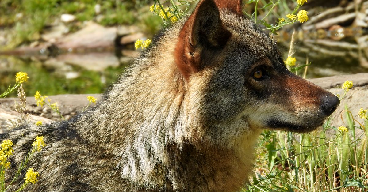 Wolf In Spring Selective Focus of Red Wolf · Free Stock Photo