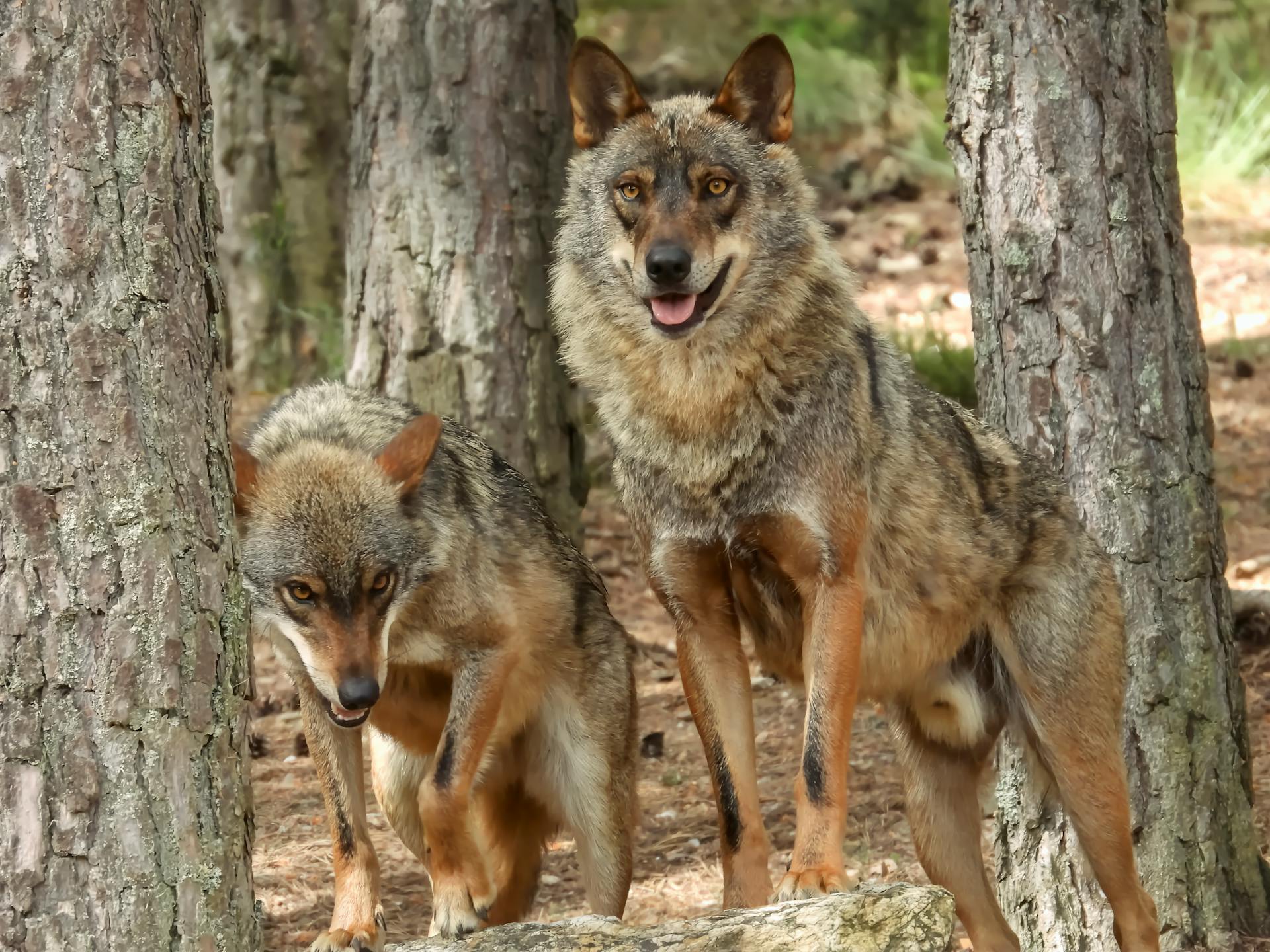 Wolves in Forest