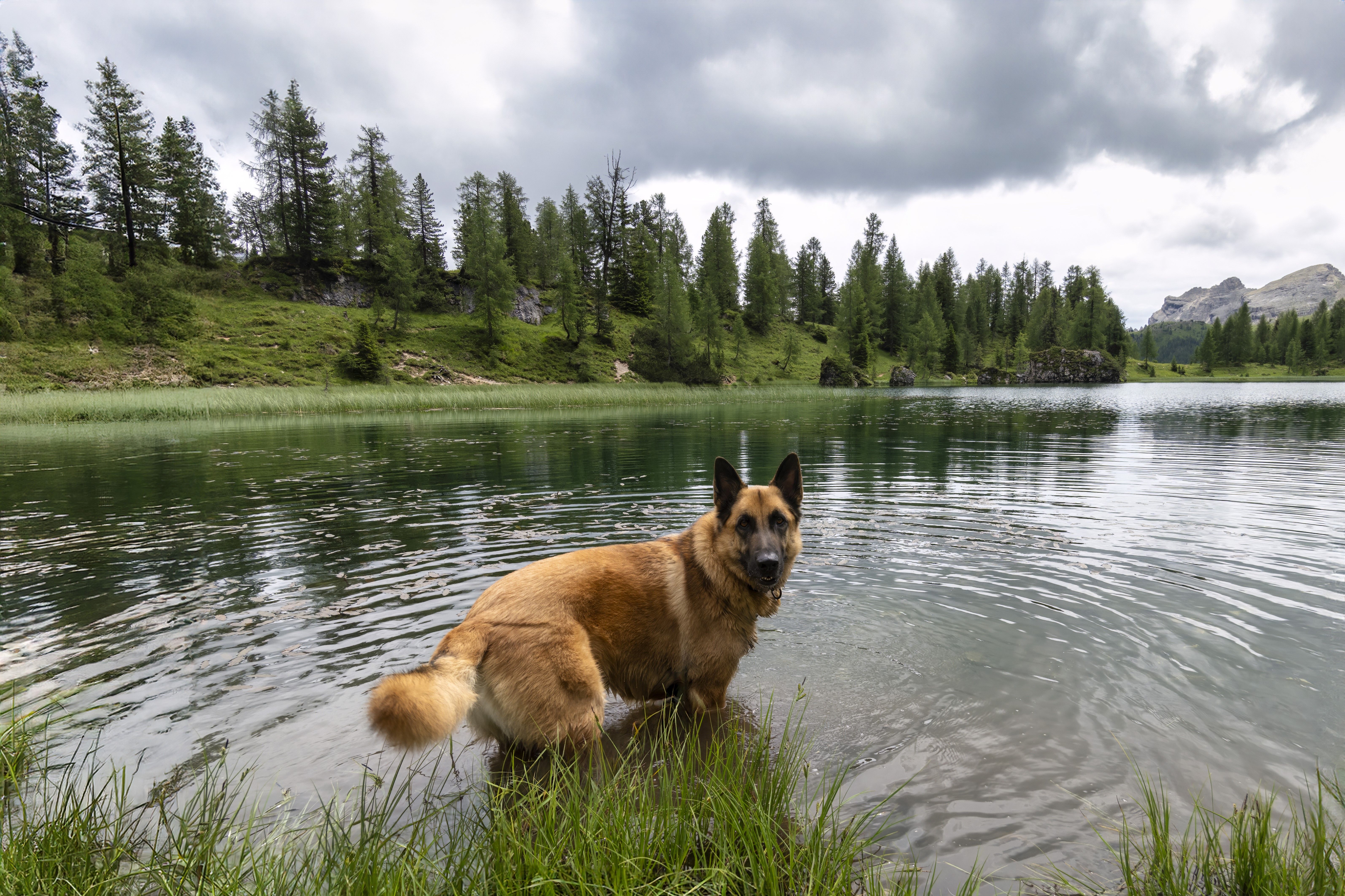 Visual guide explaining Best German Shepherd Names benefits and considerations
