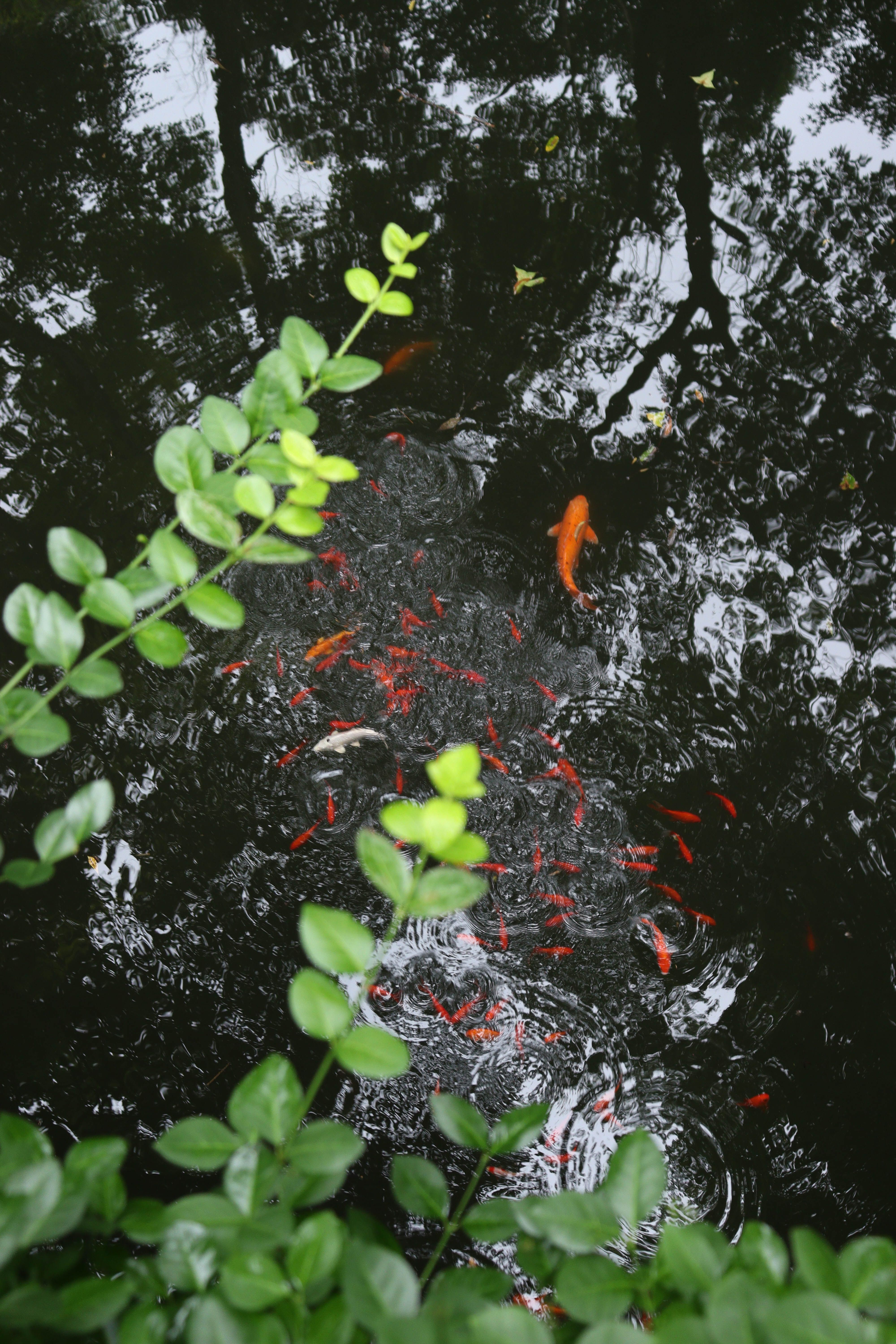 Serene view of vibrant koi fish swimming in a lush pond surrounded by green leaves.