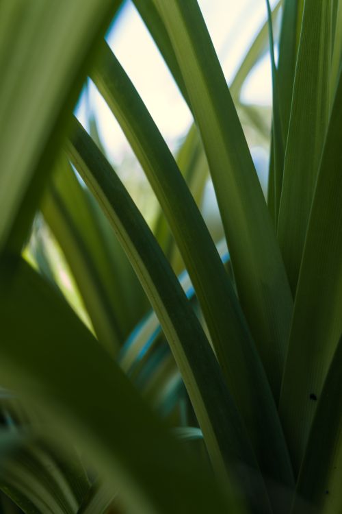 Free Detailed view of vibrant green leaves with natural light and shadows. Stock Photo