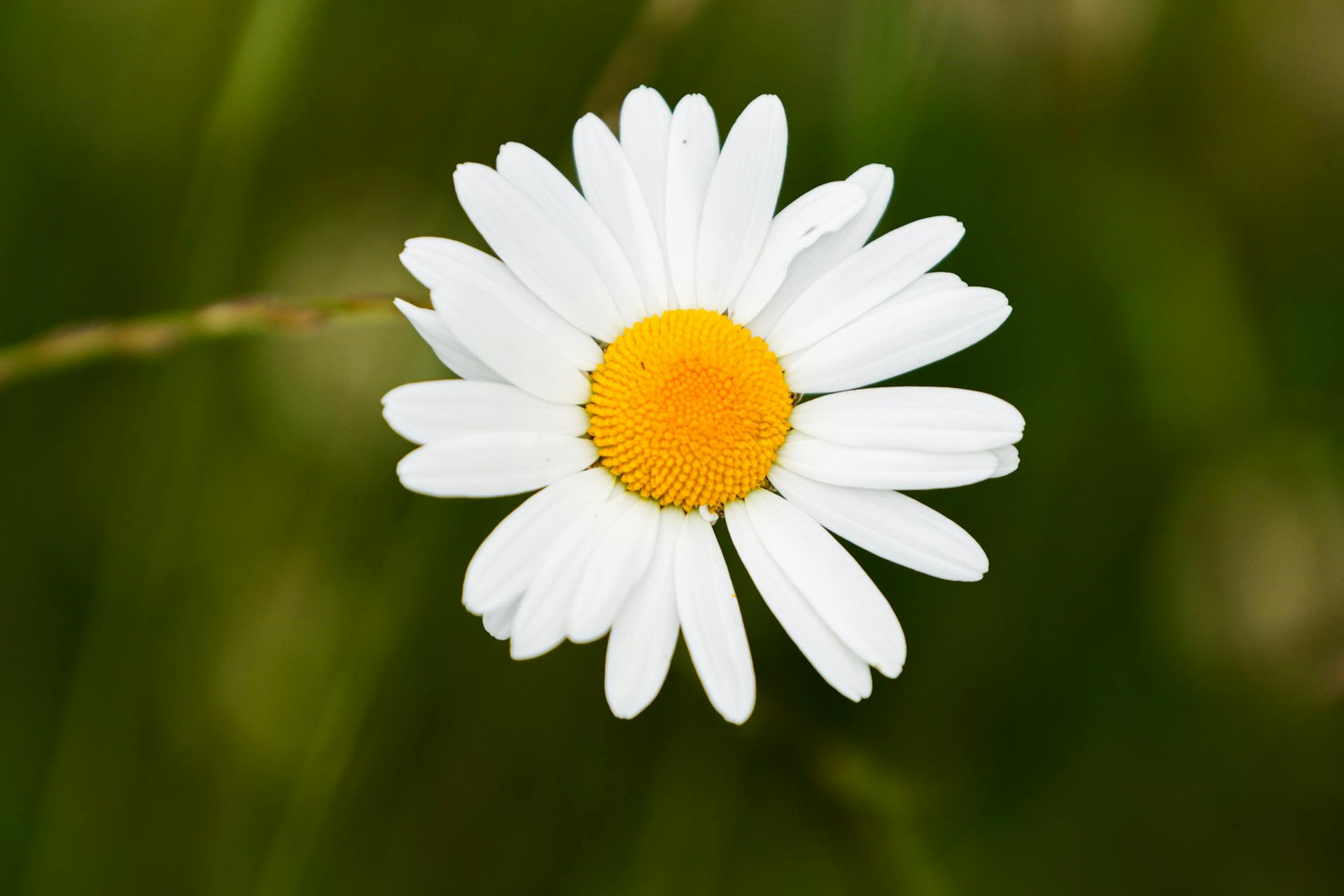 Common daisy