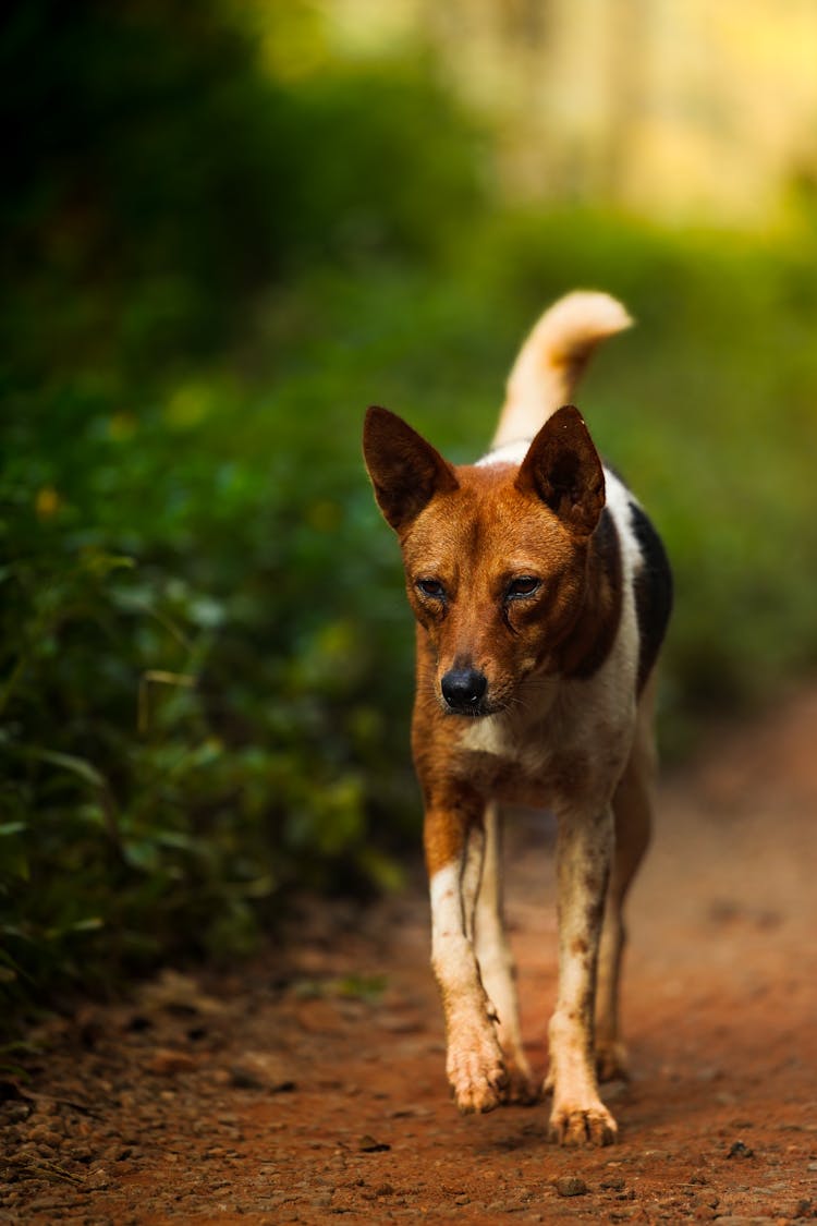 Brown Dog On A Path 