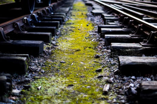 Detailed view of a moss-covered railroad track creates a dramatic perspective.