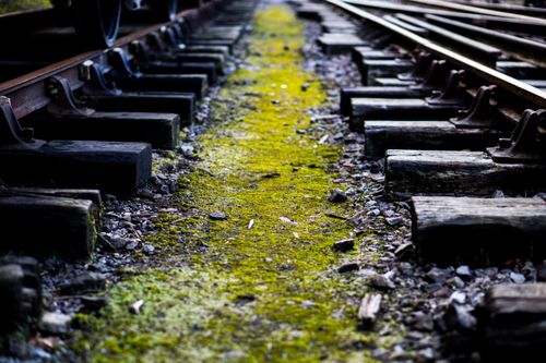 Free Detailed view of a moss-covered railroad track creates a dramatic perspective. Stock Photo