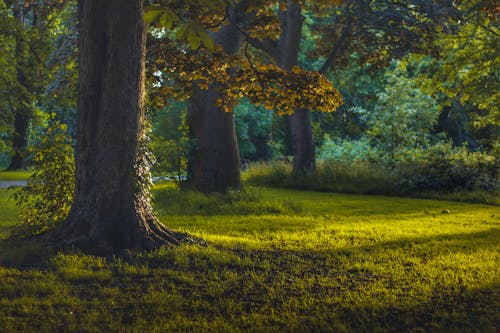 가벼운, 가을, 가지의 무료 스톡 사진