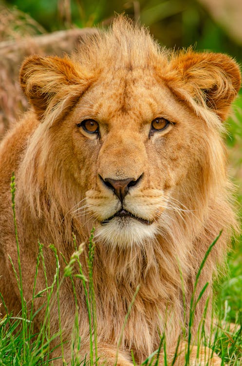 不祥的, 中國獅子, 動物 的 免費圖庫相片
