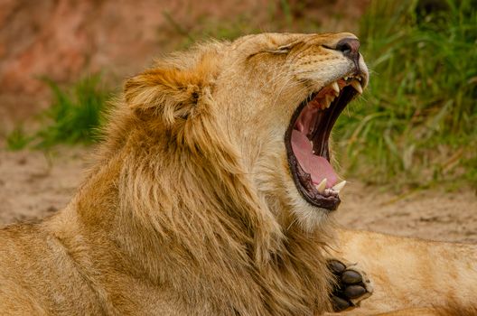 Majestic lion yawning in its natural habitat, showcasing its impressive mane and sharp teeth.