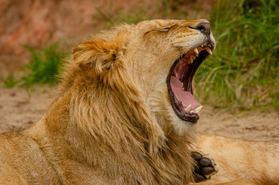 Majestic lion yawning in its natural habitat, showcasing its impressive mane and sharp teeth.