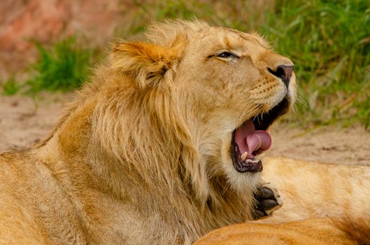 Close-up of a majestic male lion yawning, showcasing its mane and teeth in a natural setting.