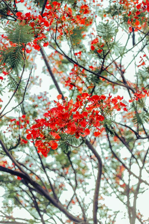 Free Beautiful red blossoms blooming on tree branches in springtime, Thoothukudi. Stock Photo