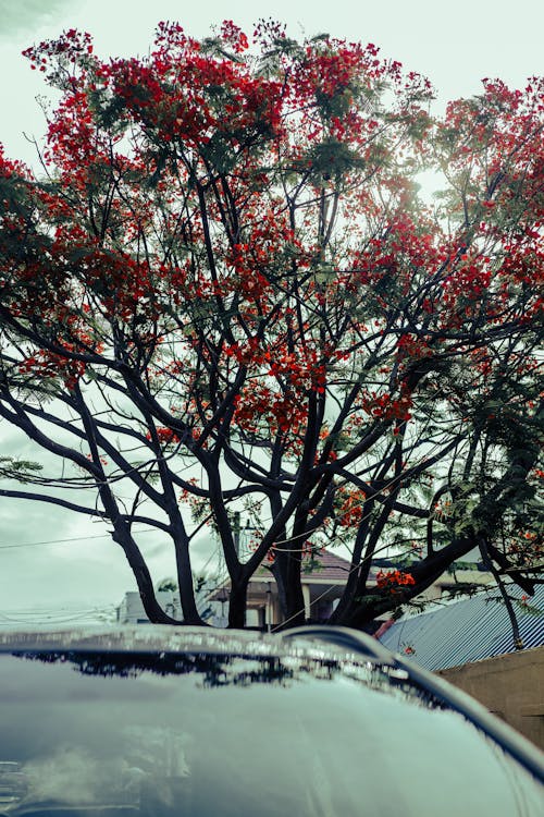 Immagine gratuita di alberi autunnali, fiore rosso