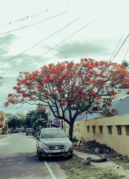 Immagine gratuita di alberi autunnali, fiore rosso