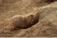 草原土拨鼠生活在沙质土壤洞穴附近的自然栖息地