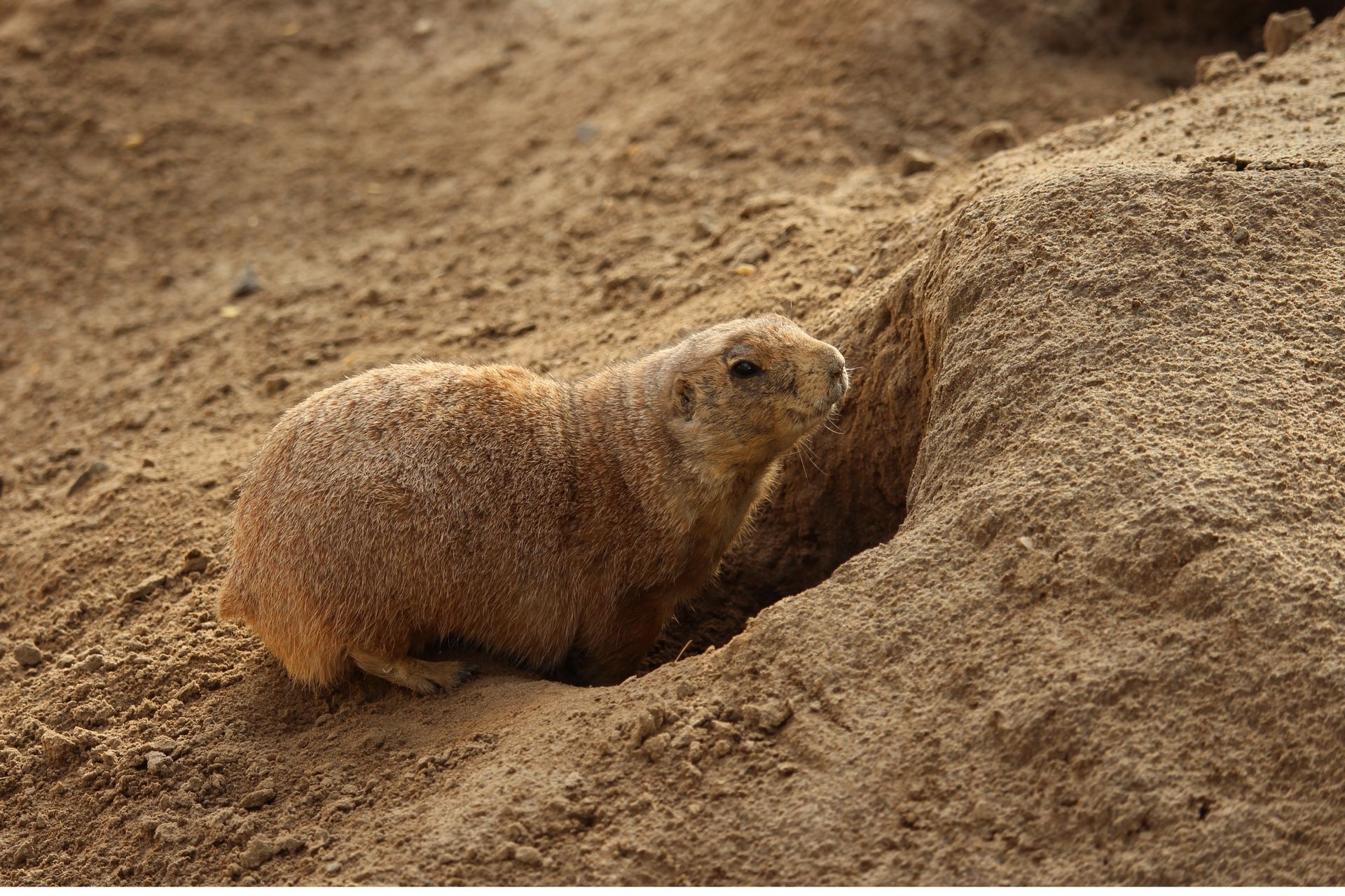 Close-Up Photo of Rodent Going Inside a Hole